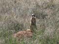 Bryce Canyon - Utah Prairie Dog